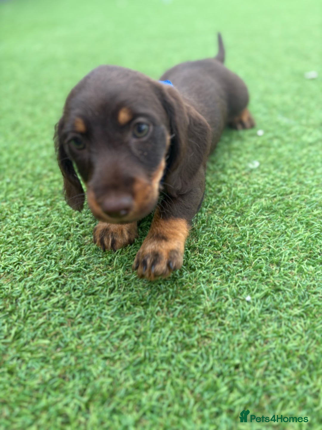 Miniature Dachshund dogs for sale: MINITURE DACHSHUNDS  - Image 8