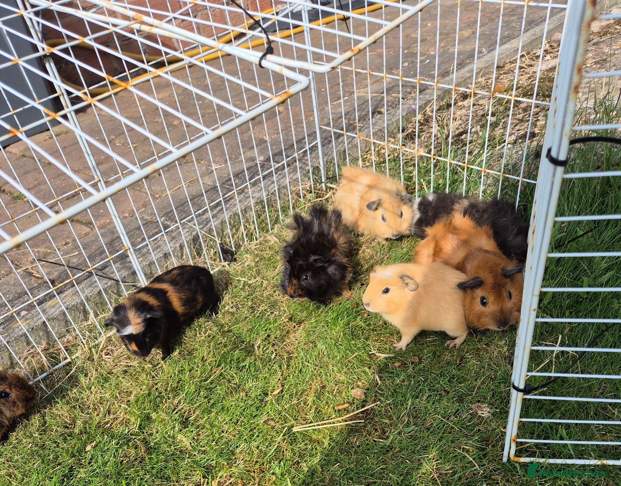 Guinea Pig rodents Beautiful Baby Guinea Pigs Funky Teddy Alpaca X - Advert 7