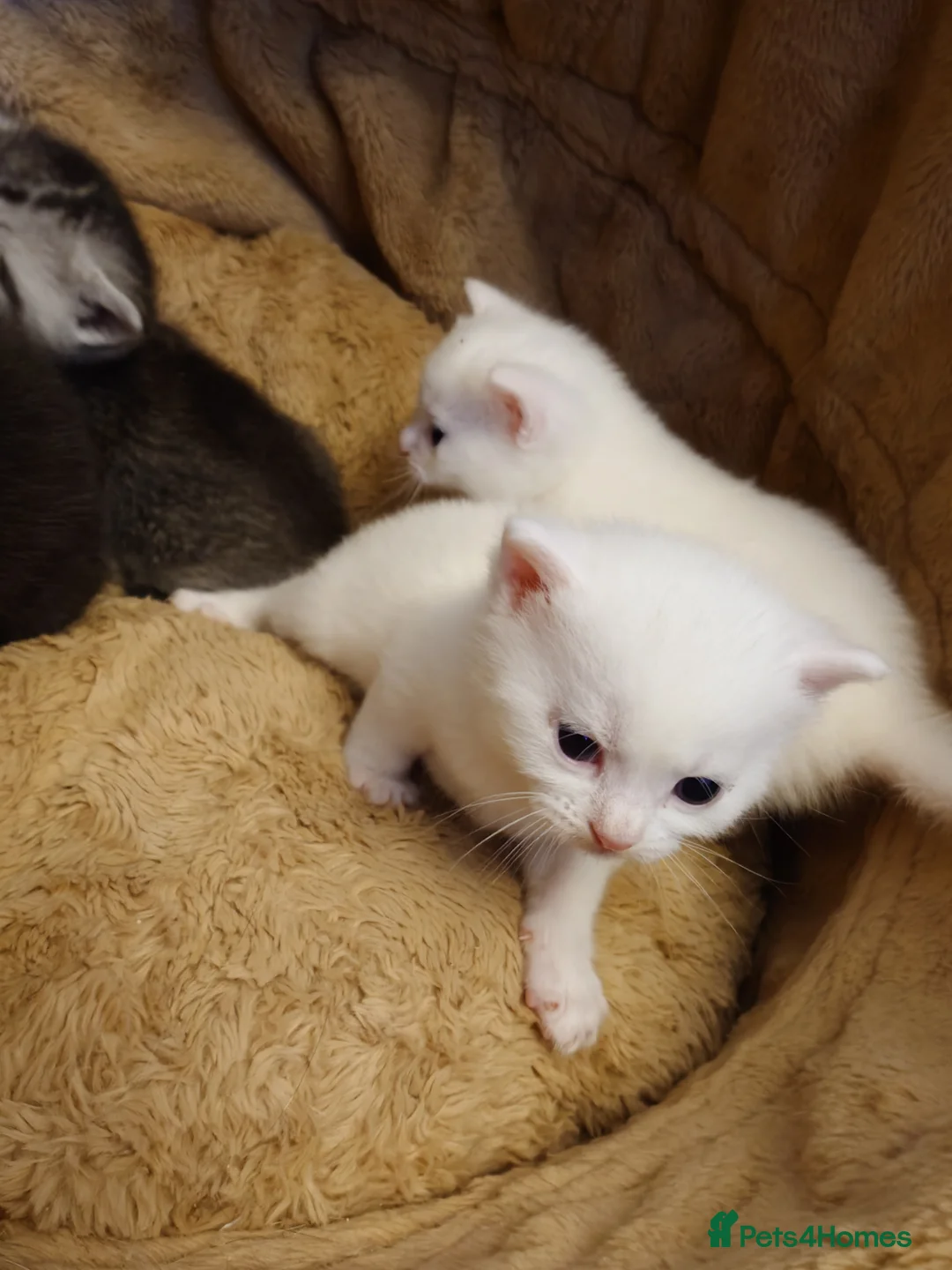 Mixed Breed cats for sale: British shorthair mixed kittens.  - Advert 2