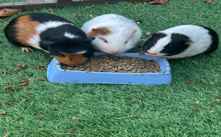 Guinea Pig rodents - Advert 11