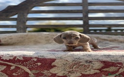 Miniature Dachshund dogs for sale: Beautiful Isabella mini dachshund  - Image 2