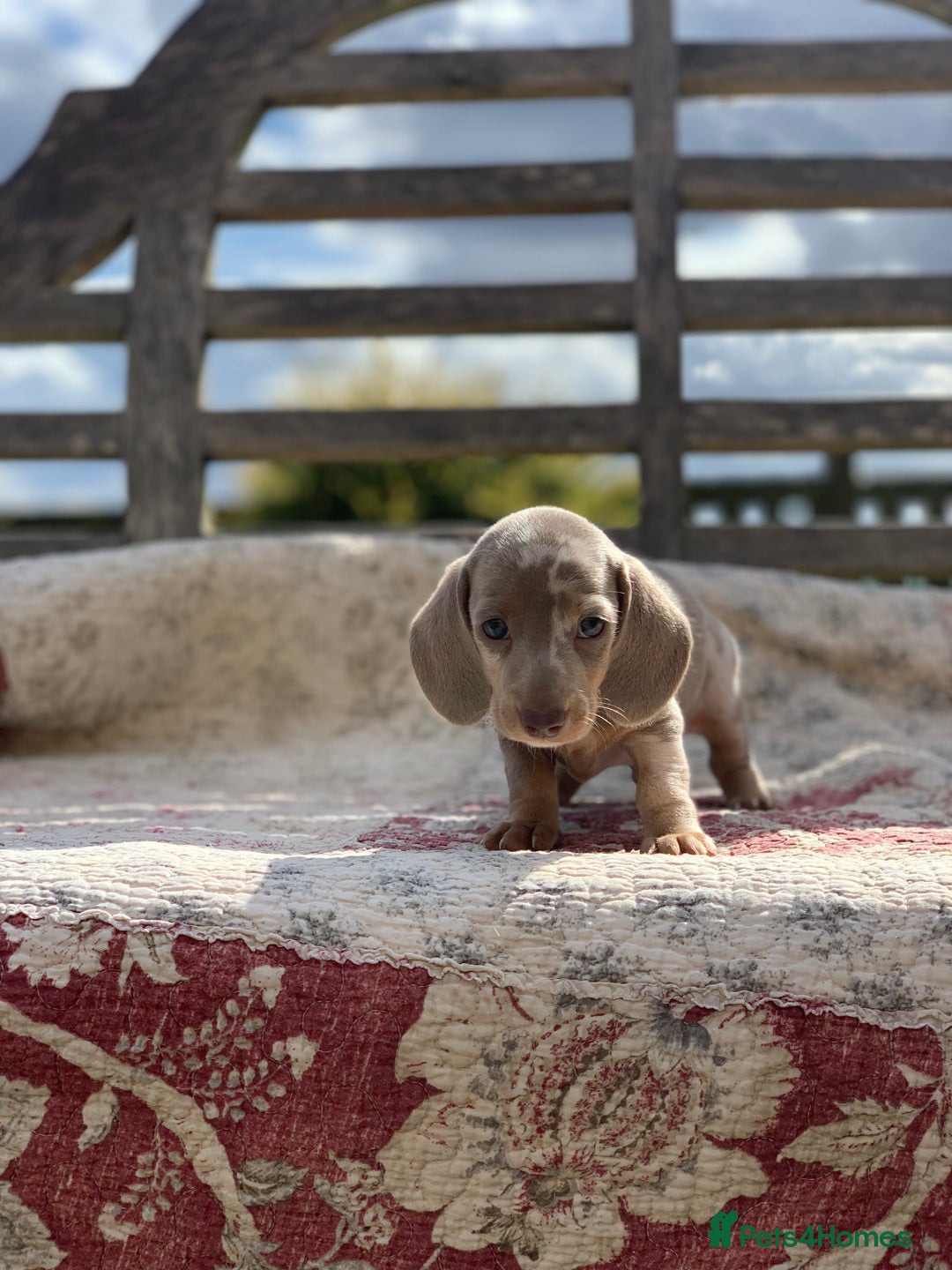 Miniature Dachshund dogs for sale: Beautiful Isabella mini dachshund  - Image 2