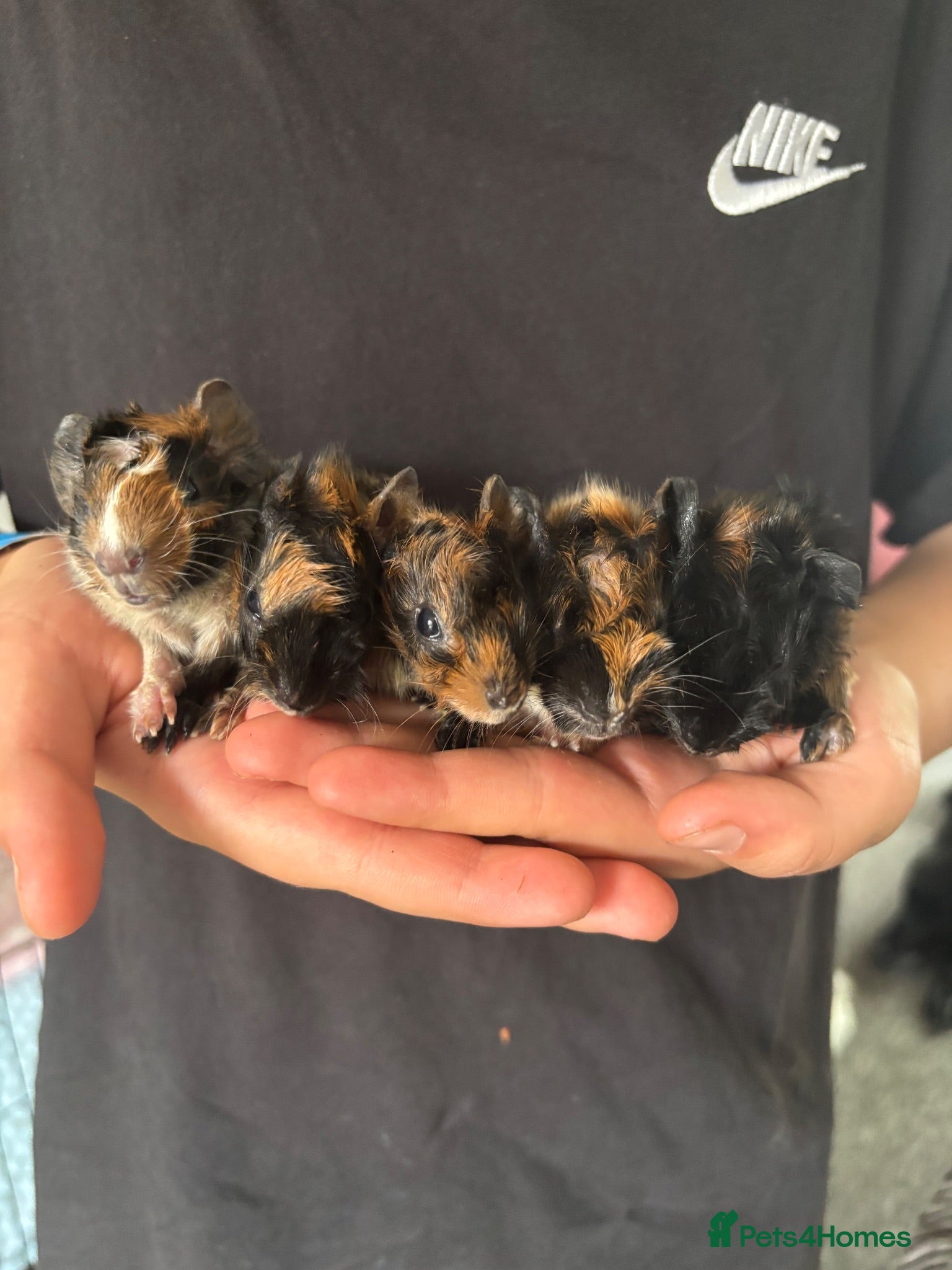 Guinea Pig rodents Baby guinea pigs - Advert 1