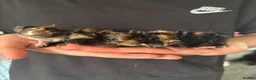 Guinea Pig rodents for sale: Baby guinea pigs - Advert 1