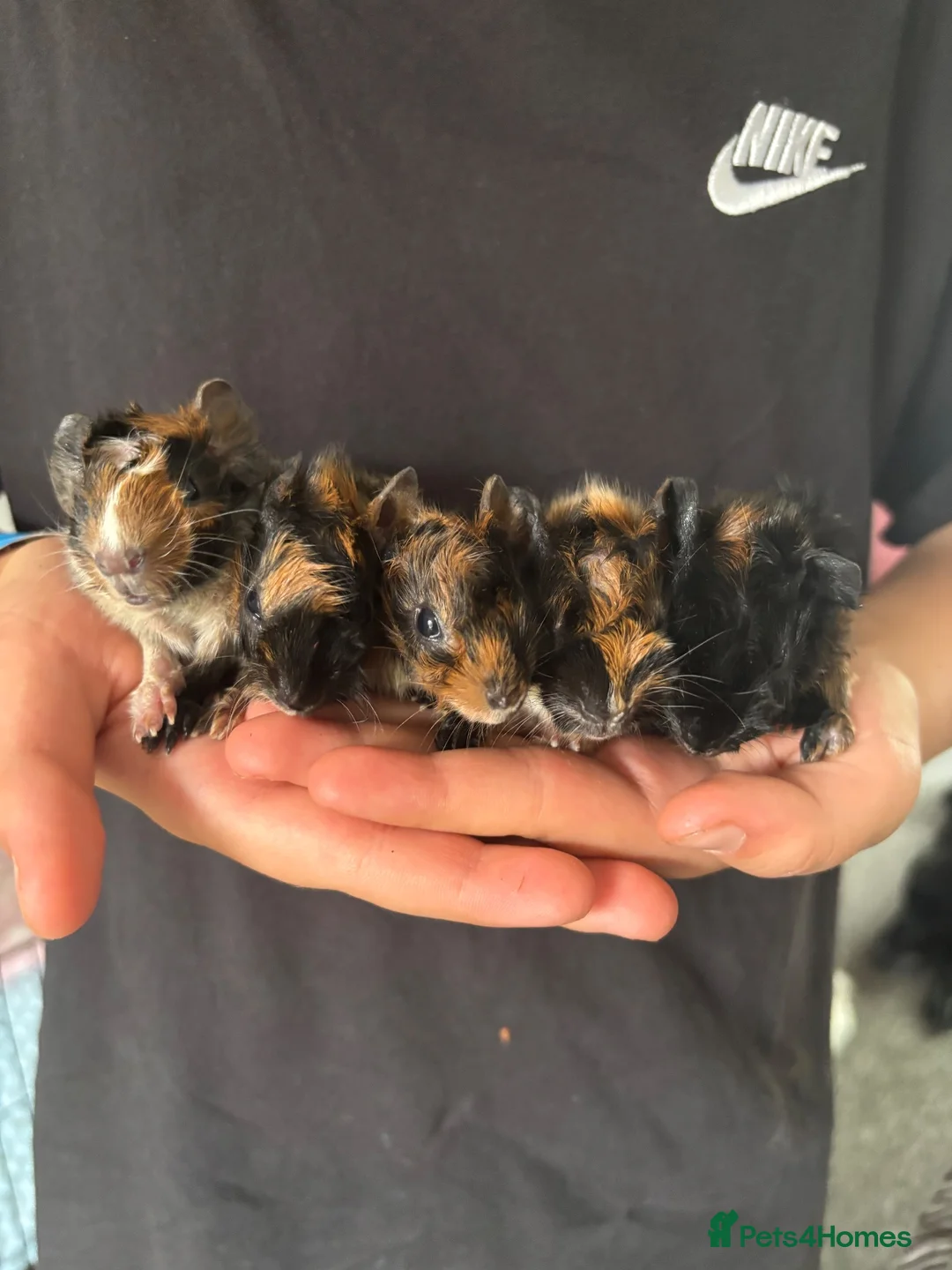 Guinea Pig rodents for sale: Baby guinea pigs - Advert 1
