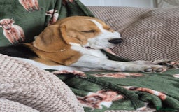 Beagle dogs for sale: 9 mouths old puppy beagle  - Image 6