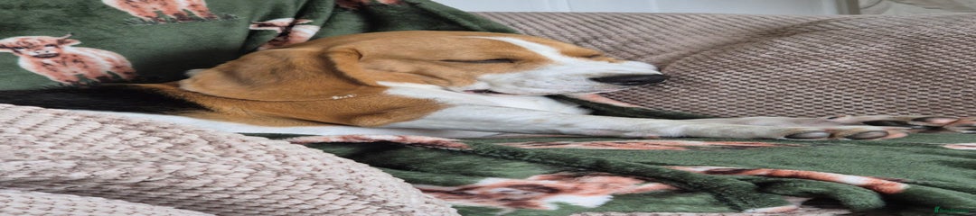 Beagle Puppy 1 cookie