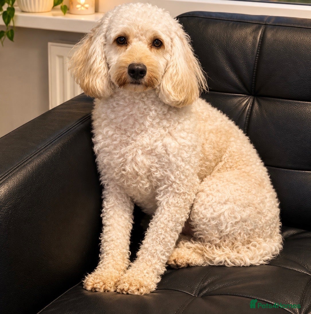 Cockapoo dogs Cockapoo - Advert 1