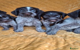 German Wirehaired Pointer dogs for sale: Quality German wirehaired pointer pups. - Image 11