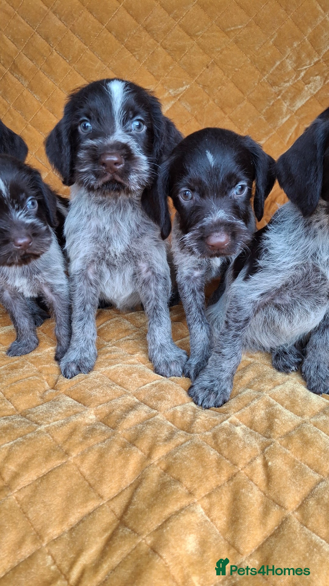 German Wirehaired Pointer dogs for sale: Quality German wirehaired pointer pups. - Image 11