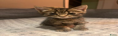Tabby Kitten