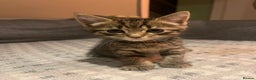 Mixed Breed cats for sale: 2 Beautiful Male Kittens, 1 Tabby and 1 Black - Advert 2