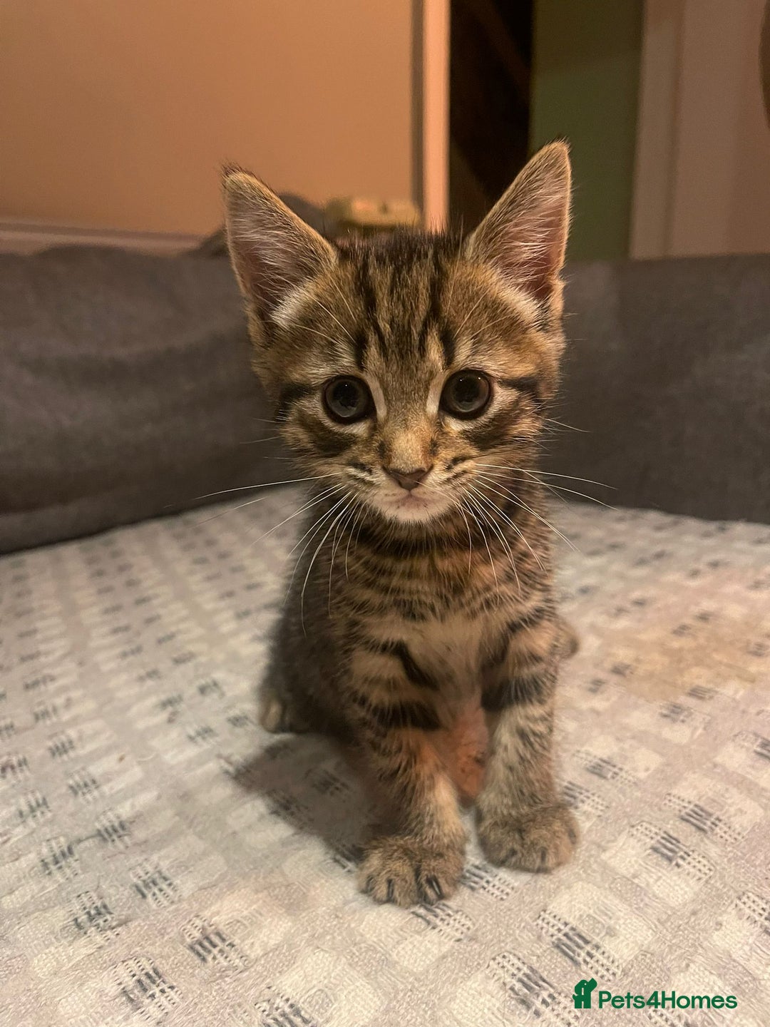 Mixed Breed cats for sale: 2 Beautiful Male Kittens, 1 Tabby and 1 Black - Advert 2