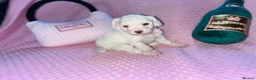 Cockapoo dogs for sale: Stunning cockapoo puppys  - Advert 18