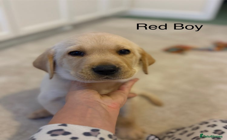 Labrador Retriever dogs - Advert 14