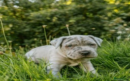 Mastiff dogs for sale: Mastiff pups  - Image 16