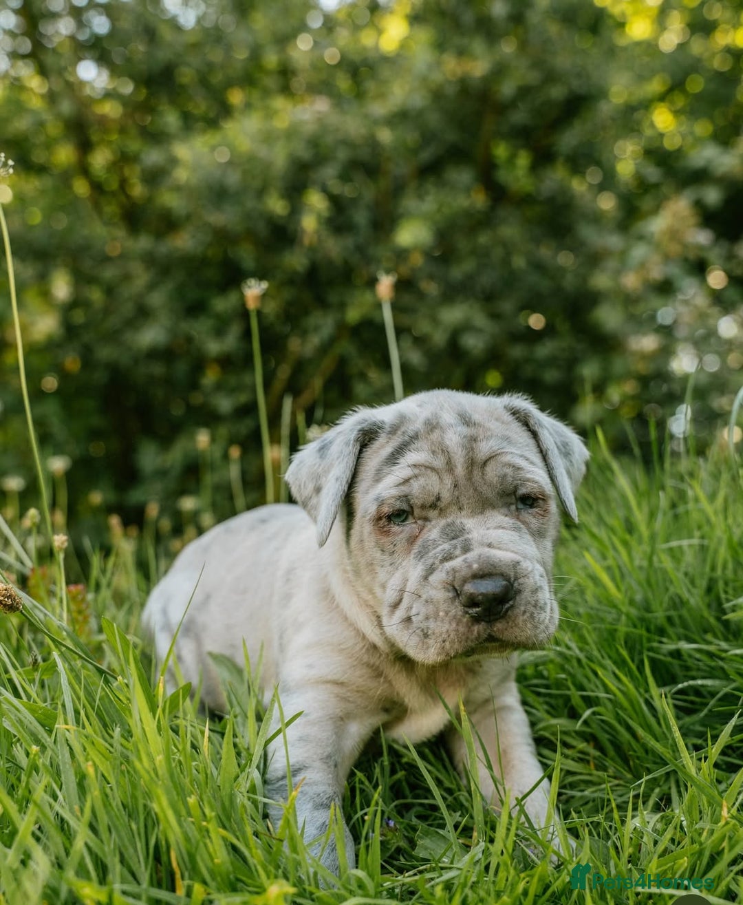 Mastiff dogs for sale: Mastiff pups  - Image 16