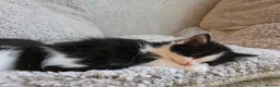 Burmese cats for sale: Burmese x - Advert 11