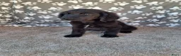 Mixed Breed dogs for sale: Health tested Flatcoat x golden retriever puppies. - Advert 13