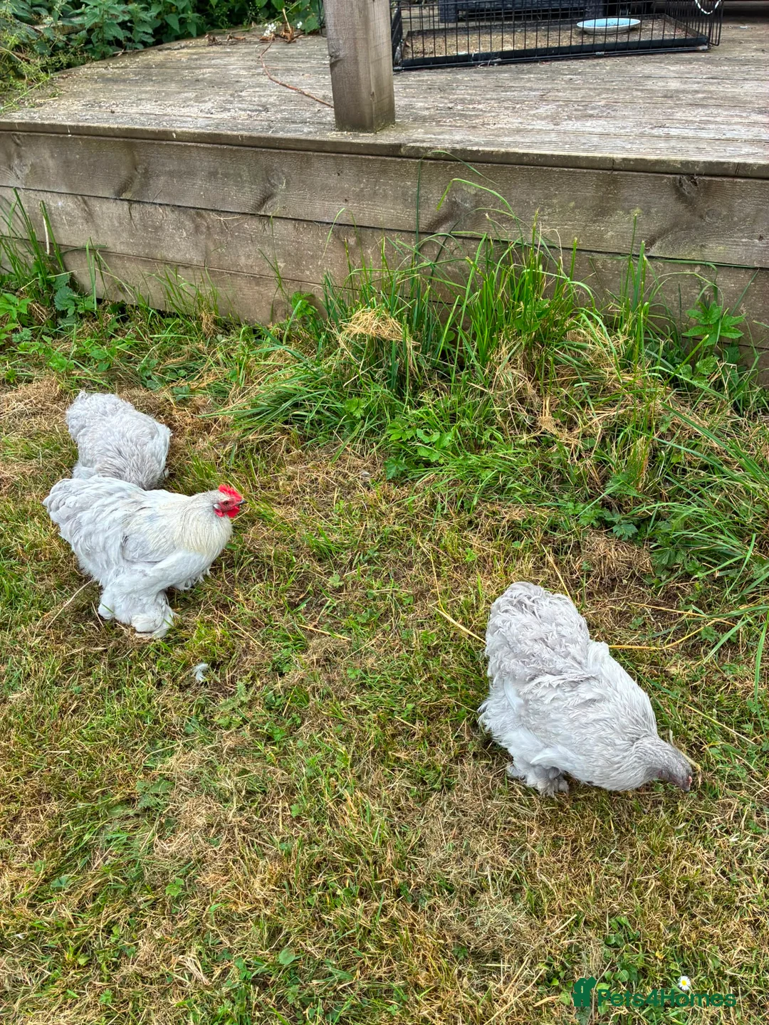 Chickens poultry for sale: 🐓 Beautiful Lavender Pekin Bantam Trio  in Selkirk - Advert 4