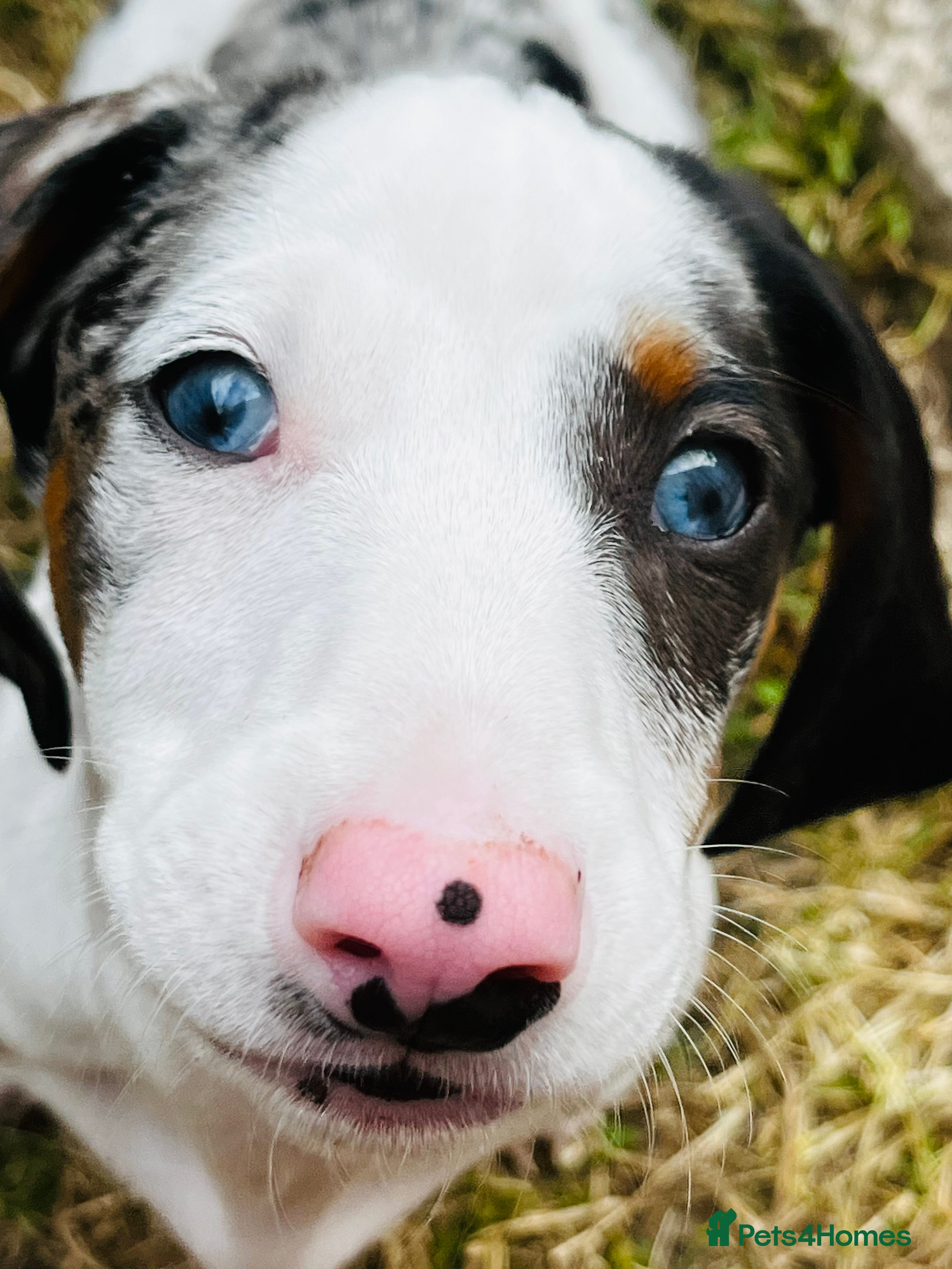 Dachshund dogs Beautiful boy dashound  - Advert 11