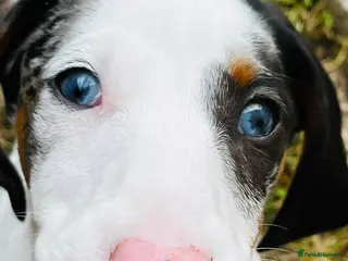 Dachshund dogs Beautiful boy dashound - Advert 4