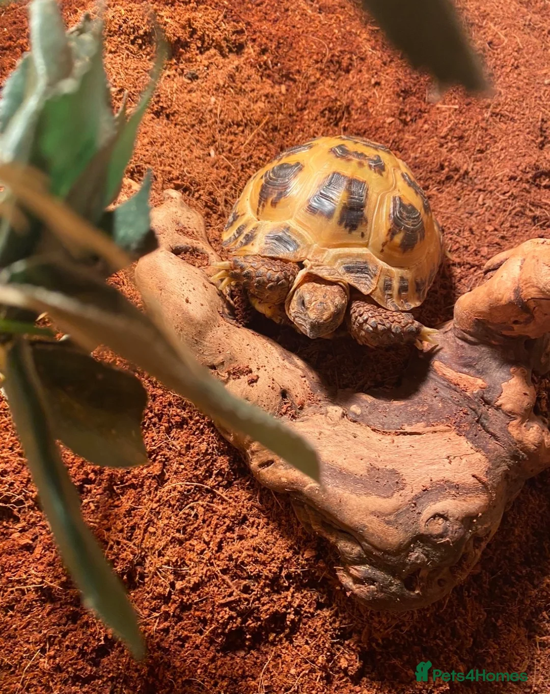 Hermann Tortoise reptiles for sale: Male tortoise for sale  in Hyde - Advert 1