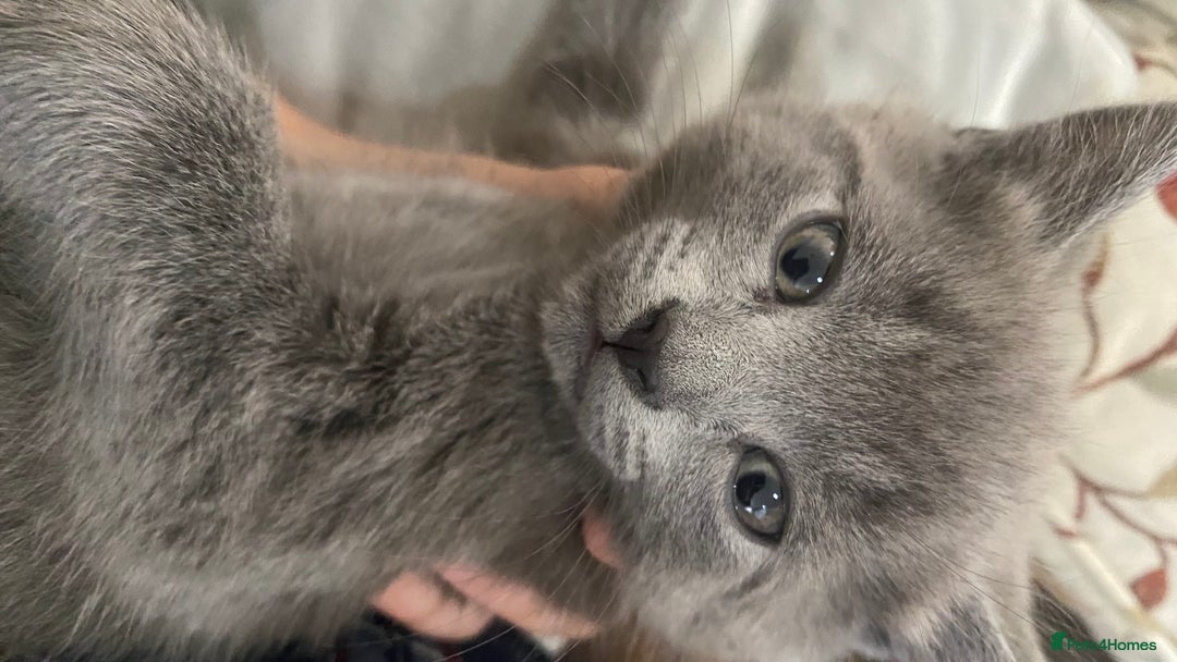 Mixed Breed cats for sale: 3 2 month old TORTIE x BRITISH SHORTHAIR KITTENS - Image 14