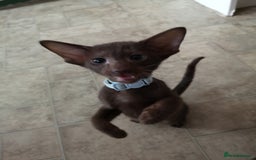 Oriental cats for sale: Stunning Orientals Chocolate (Havana)  - Image 8