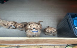 Cavapoo dogs for sale: Cavapoos  - Image 21