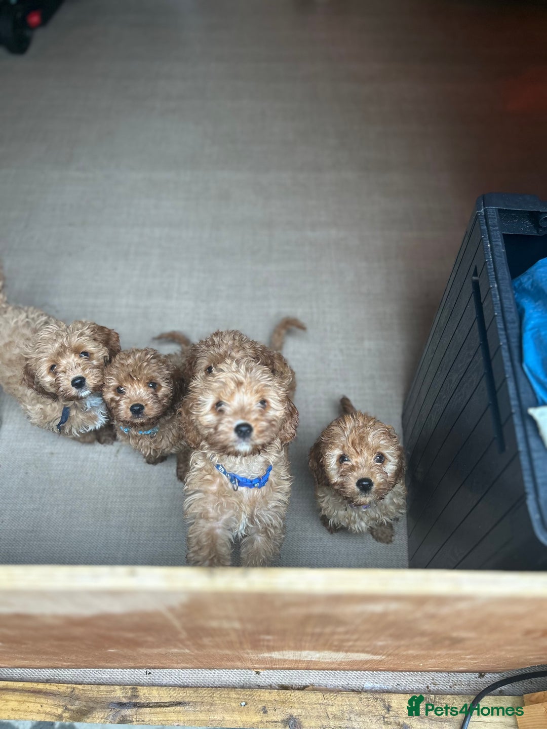 Cavapoo dogs for sale: Cavapoos  - Image 21