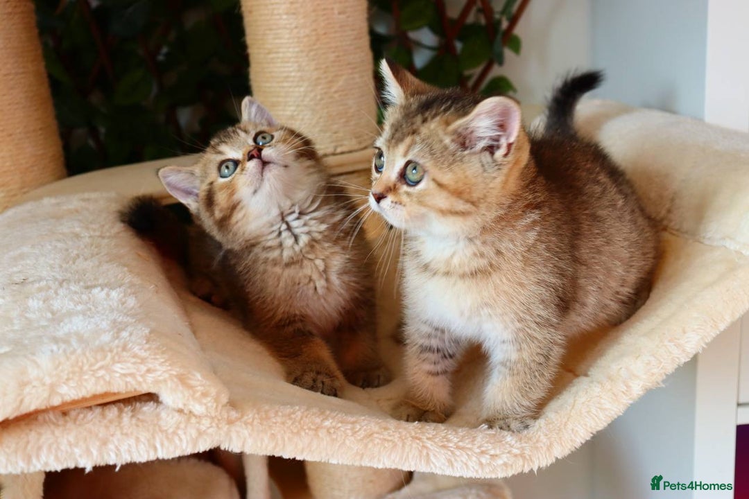 Scottish Fold cats for sale: Ready TICA reg stunning kittens available  - Image 27