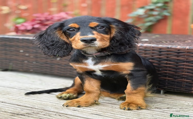 Cocker Spaniel dogs - Advert 3