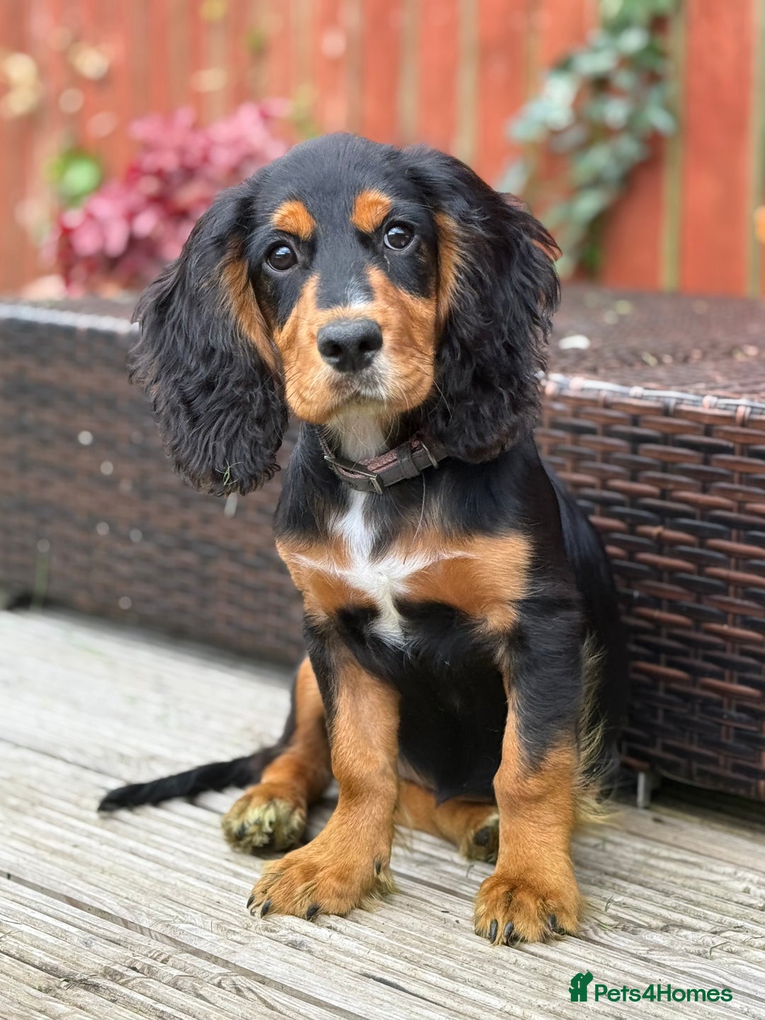 Cocker Spaniel dogs for sale: Working cocker looking for new home  - Image 1