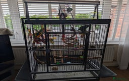 Ringnecks birds for sale: Hand reared ringneck - Image 12