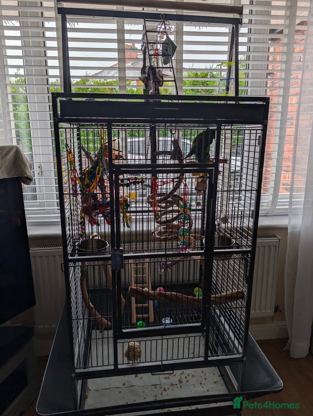 Ringnecks birds for sale: Hand reared ringneck - Image 12