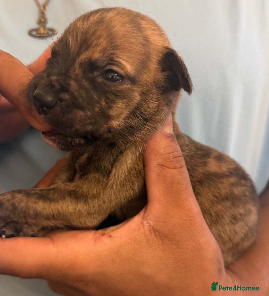 Mixed Breed dogs for sale: American bully cross - Image 8