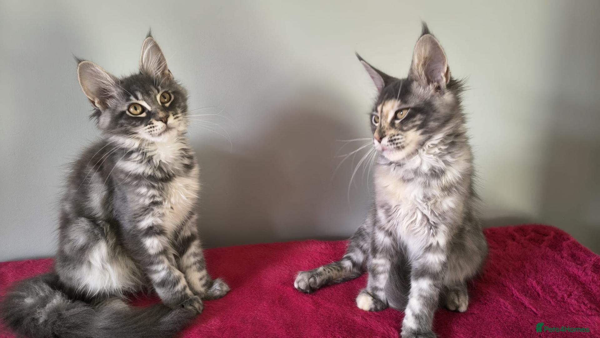 Maine Coon cats for sale: Ready now! TICA Maine coon girls - Advert 20