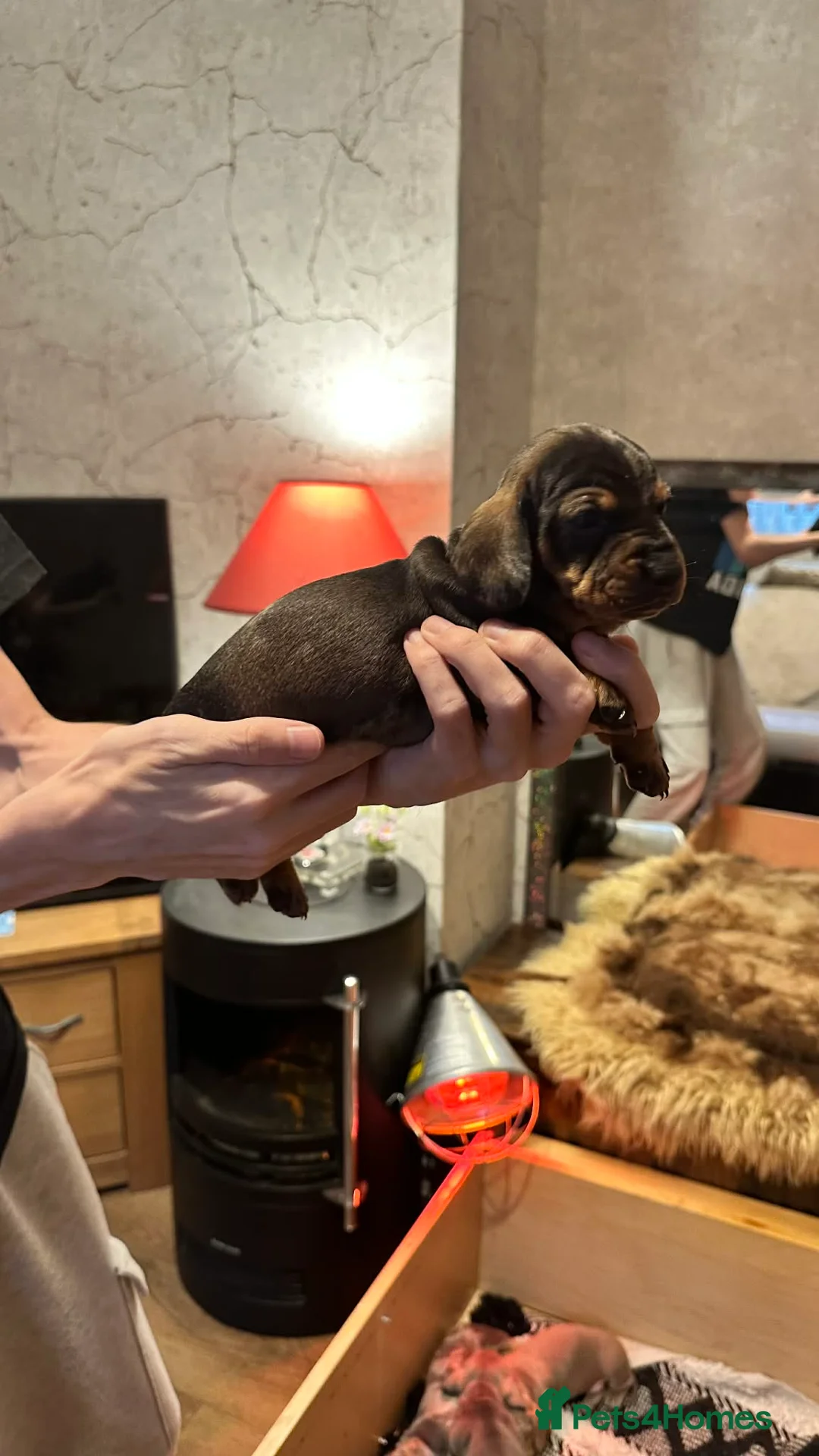 Dachshund dogs for sale: Beautiful dachshund puppies - Advert 1