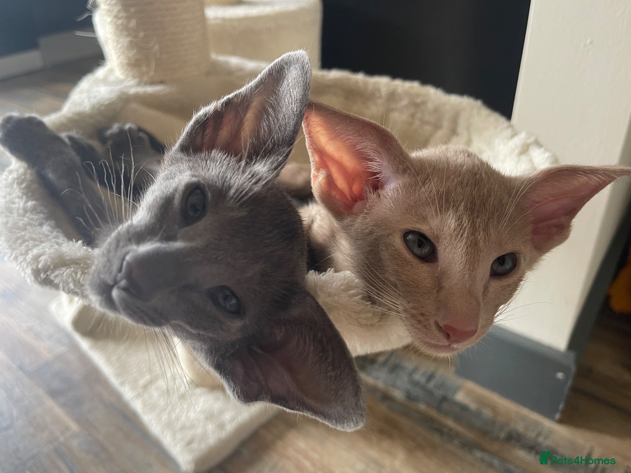 Siamese cats 🩵Lovely Siamese boys  - Advert 13