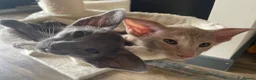 Siamese cats for sale: 🩵Lovely Siamese boys  - Advert 5