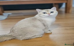 British Shorthair cats for sale: British Shorthair–Calm,Friendly and Family Loving  - Image 3