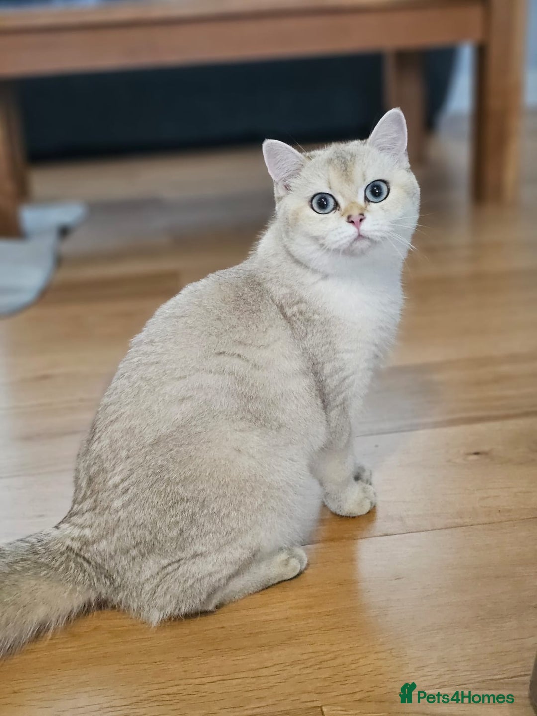 British Shorthair cats for sale: British Shorthair–Calm,Friendly and Family Loving  - Image 3