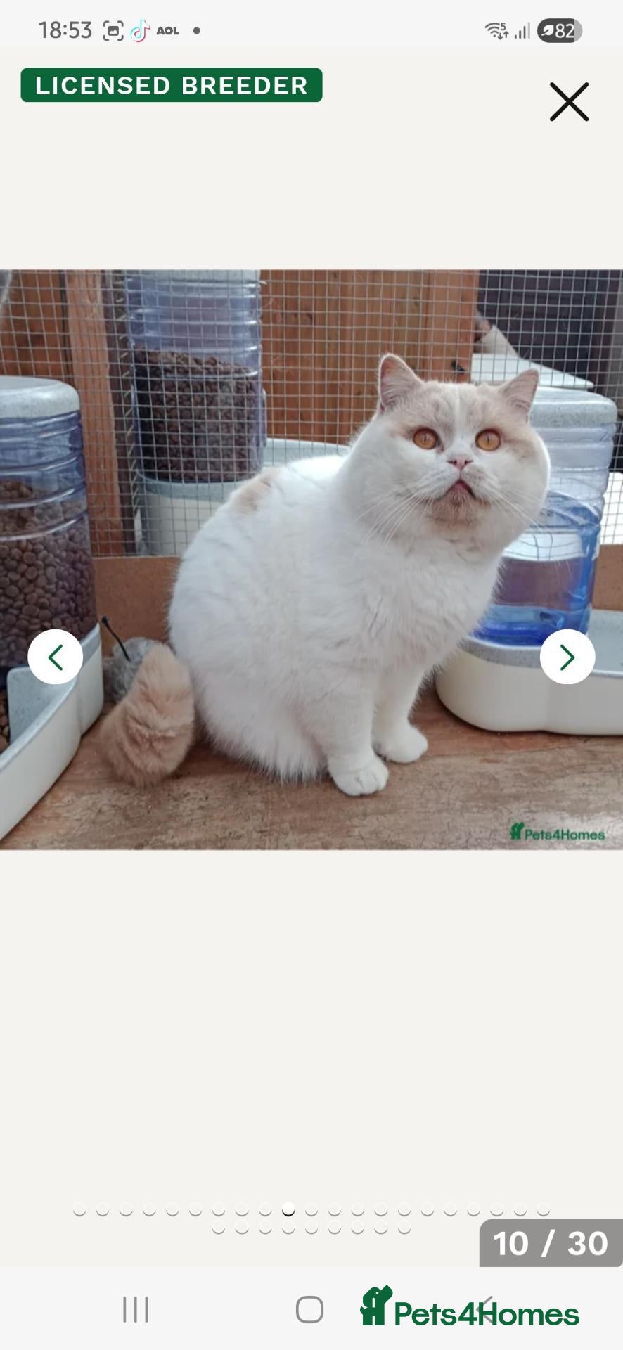 British Shorthair cats for sale: Gccf Tica Blue Lilac Cream white - Advert 1