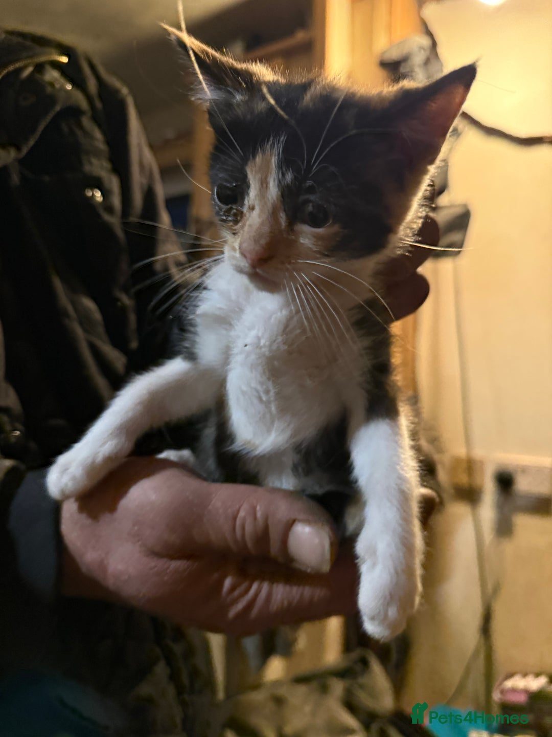Mixed Breed cats for sale: Kittens for sale  - Image 4