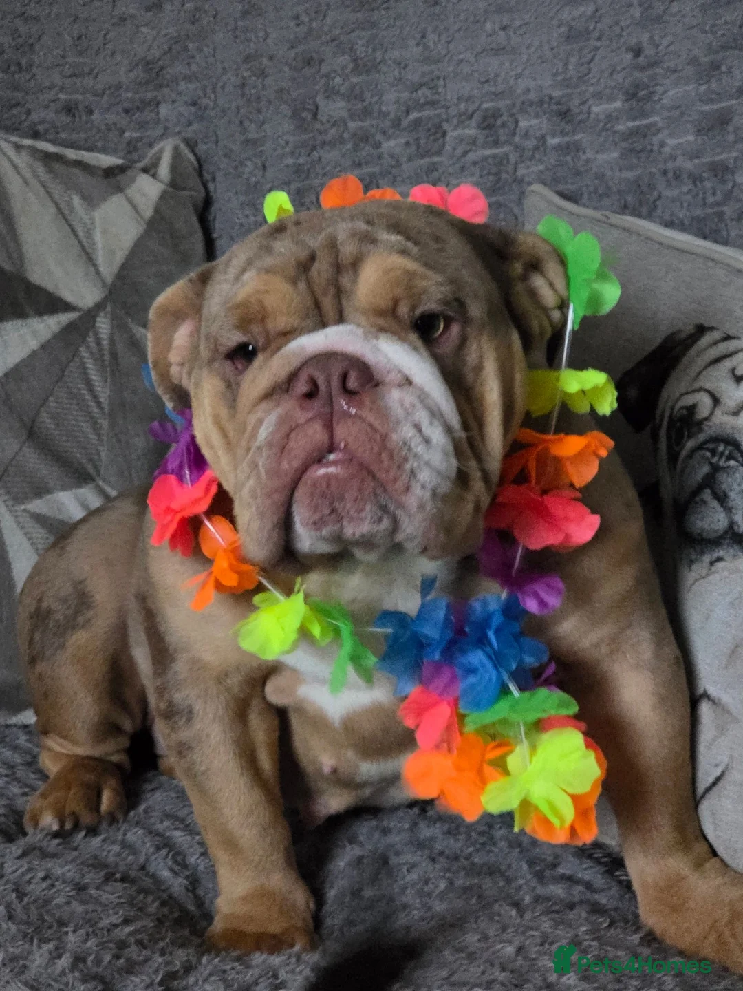 Mixed Breed dogs for sale: Chow chow x  - Advert 2