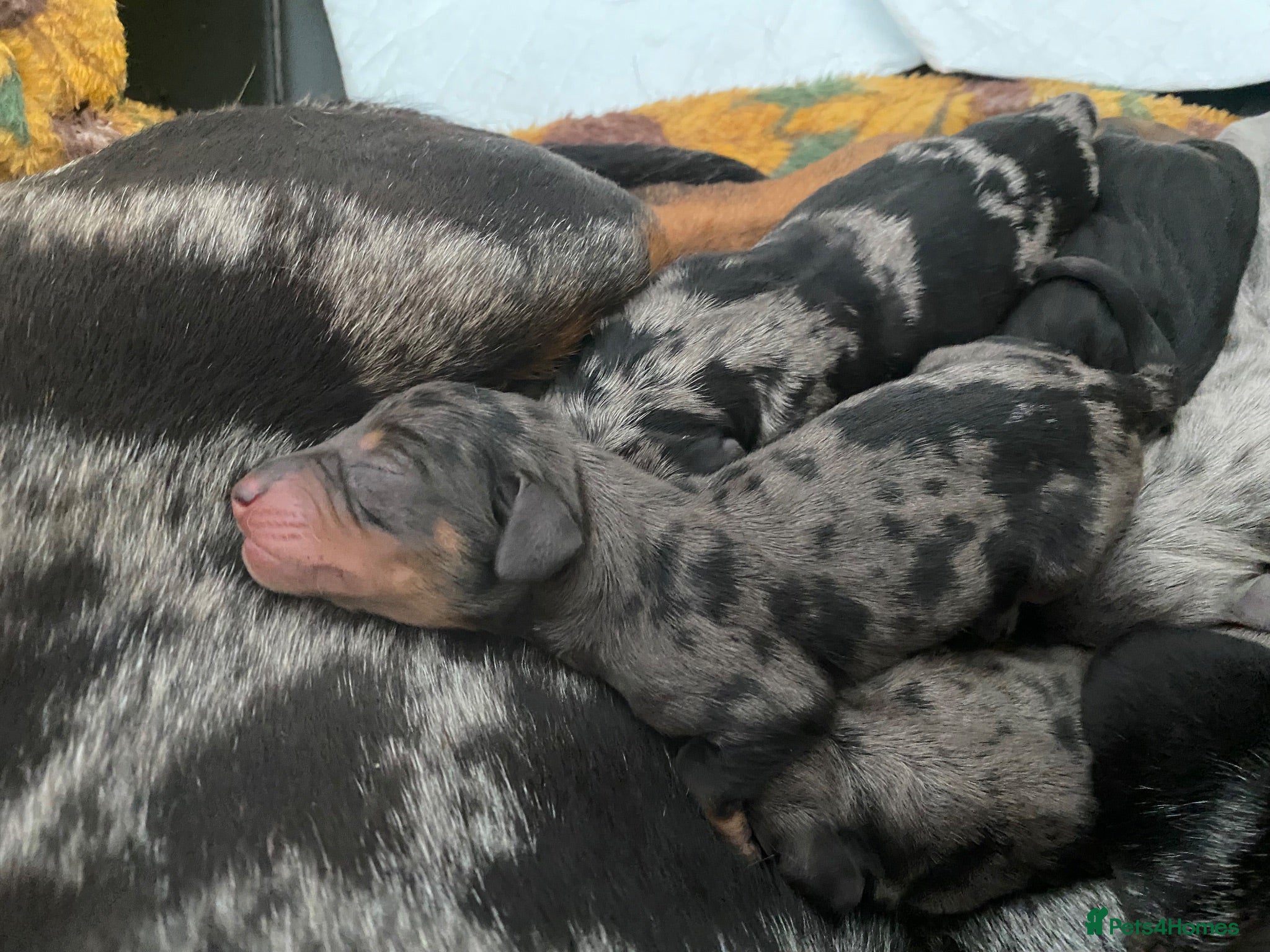 Dachshund dogs Tri silver dapple dachshunds ❤️ - Advert 8