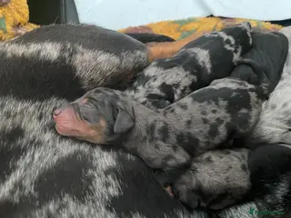 Dachshund dogs Tri silver dapple dachshunds ❤️ - Advert 8