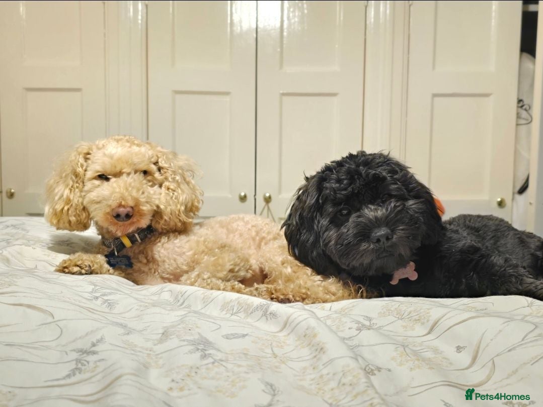 Shihpoo dogs ✨ F1B Shihpoo Puppies Looking for Forever Families - Advert 1