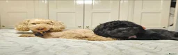 Shihpoo dogs for sale: ✨ F1B Shihpoo Puppies Looking for Forever Families - Advert 28